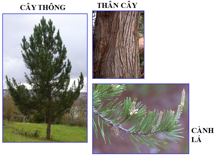 Lý thuyết Sinh học lớp 6 bài 40