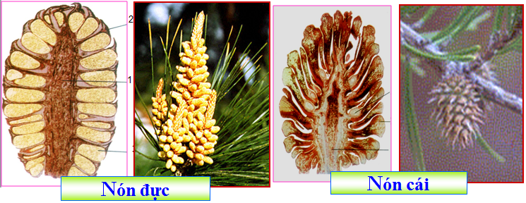 Lý thuyết Sinh học lớp 6 bài 40