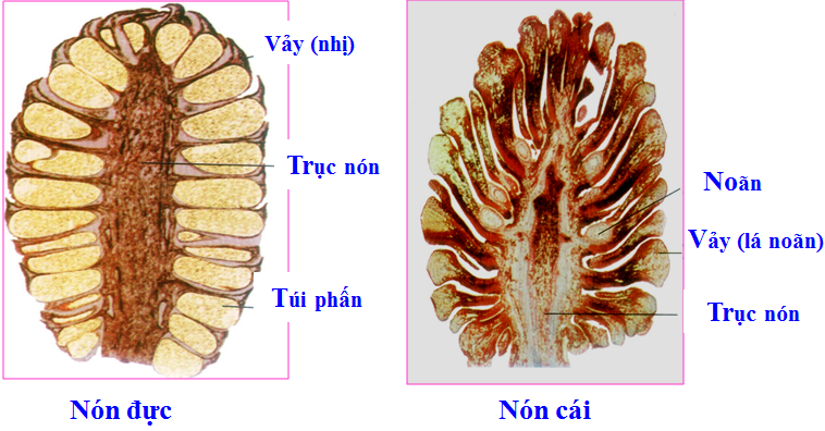 Lý thuyết Sinh học lớp 6 bài 40