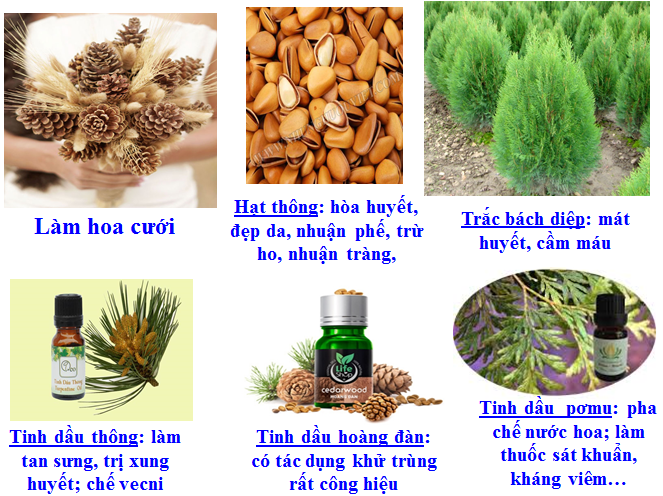 Lý thuyết Sinh học lớp 6 bài 40