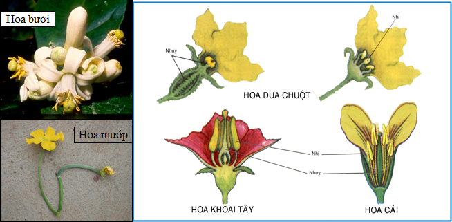 Lý thuyết Sinh học lớp 6 bài 41