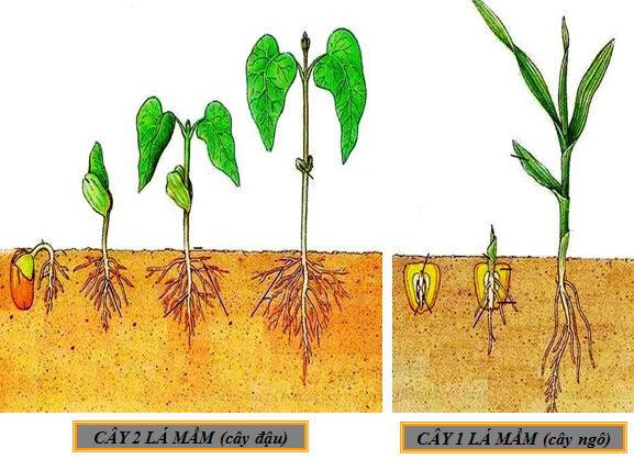Lý thuyết Sinh học lớp 6 bài 42