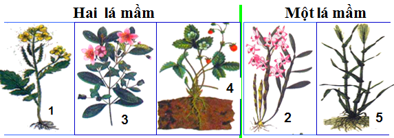 Lý thuyết Sinh học lớp 6 bài 42