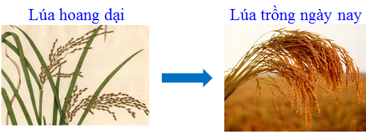 Lý thuyết Sinh học lớp 6 bài 45