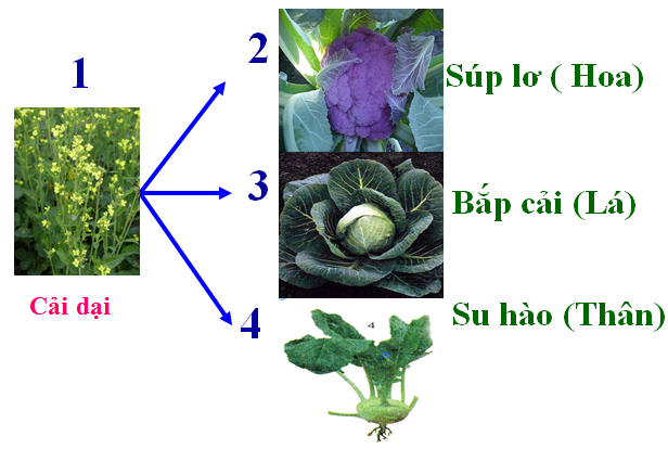 Lý thuyết Sinh học lớp 6 bài 45