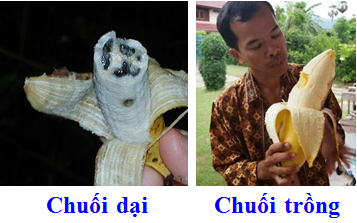 Lý thuyết Sinh học lớp 6 bài 45