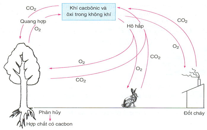 Lý thuyết Sinh học lớp 6 bài 46