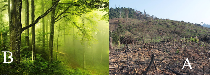 Lý thuyết Sinh học lớp 6 bài 46