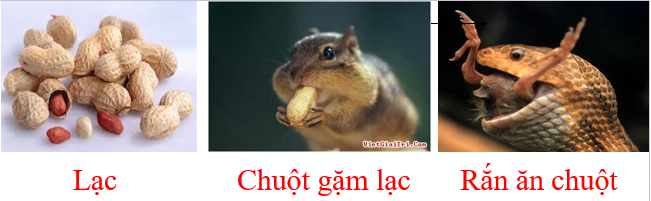 Lý thuyết Sinh học lớp 6 bài 48