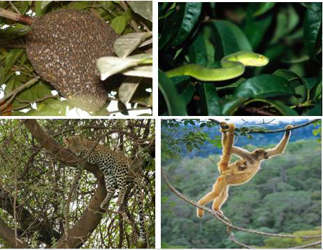 Lý thuyết Sinh học lớp 6 bài 48