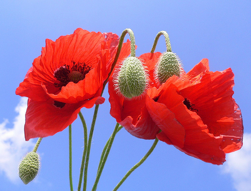 Lý thuyết Sinh học lớp 6 bài 48