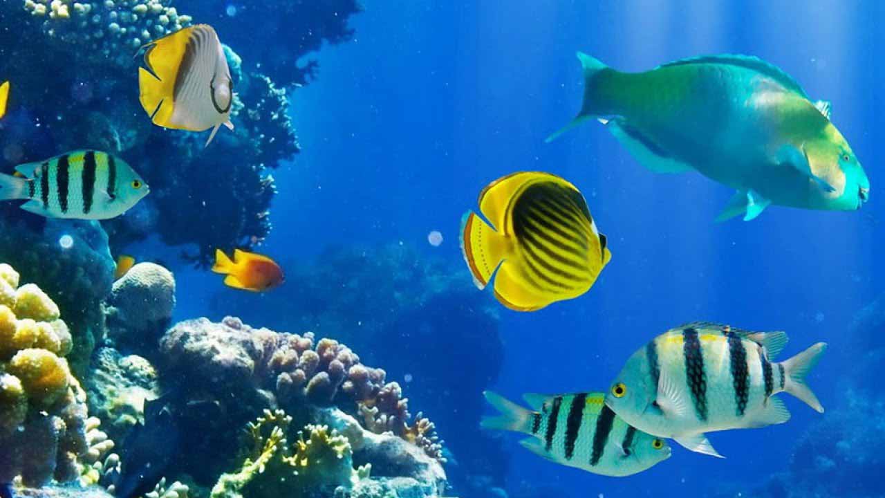 Đố vui hại não