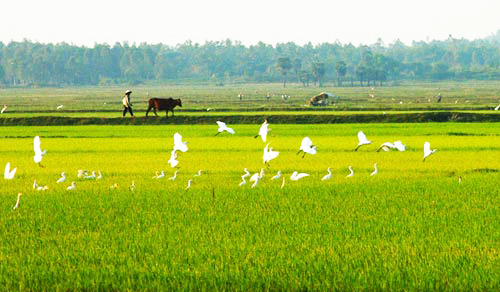 Tả cánh đồng lúa quê em