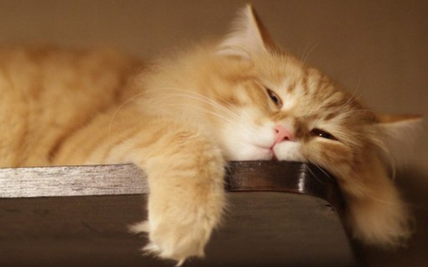 Trắc nghiệm tính cách