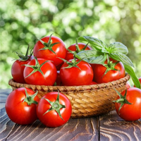 Tranh tô màu quả cà chua cho bé