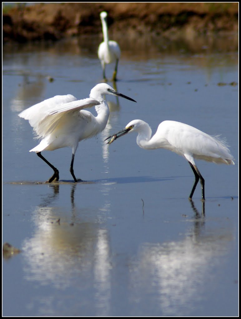 Bình luận câu tục ngữ chết trong còn hơn sống đục