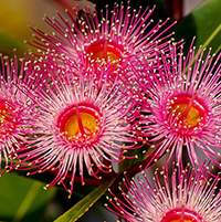 Tranh tô màu các loại hoa