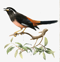 Tranh tô màu các loài chim