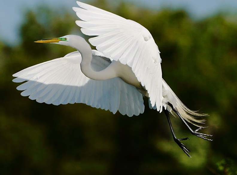 Phân tích bài con cò