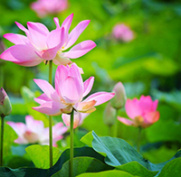 Tra cứu điểm thi tuyển sinh lớp 10 Đồng Tháp năm 2021