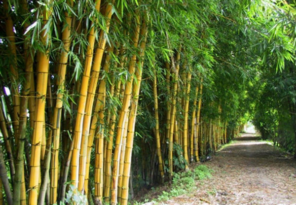 Biểu cẩm về cây tre