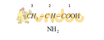 Amino axit là gì? - Đầy đủ kiến thức từ A-Z để ôn thi THPT QG 2020