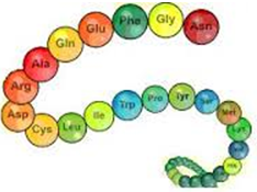 Lý thuyết Peptit và Protein: Tính chất hóa học, Tính chất vật lí, Đồng phân, Danh pháp