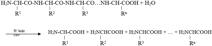 Lý thuyết Peptit và Protein: Tính chất hóa học, Tính chất vật lí, Đồng phân, Danh pháp