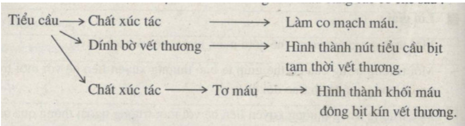 Giải Sách bài tập Sinh học lớp 8 trang 27, 28