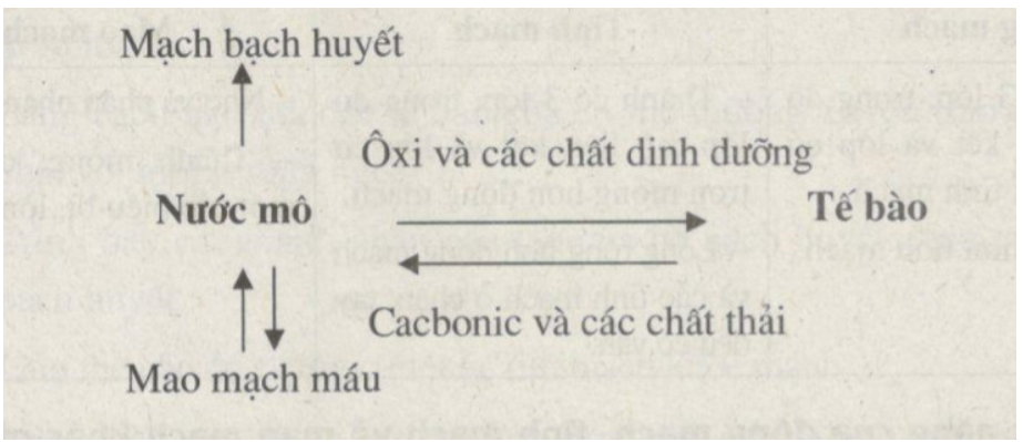 Giải Sách bài tập Sinh học lớp 8 trang 27, 28