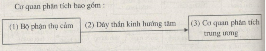 Giải Sách bài tập Sinh học lớp 8 trang 104