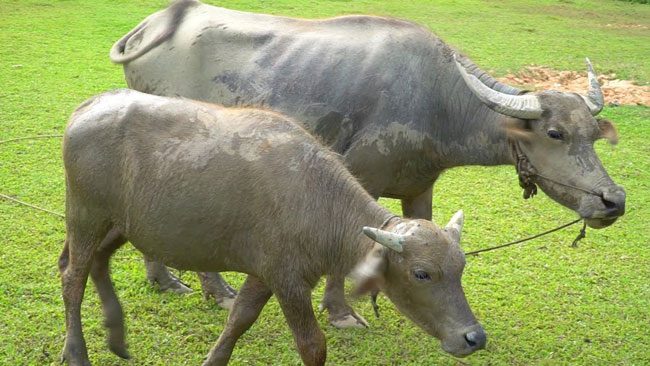 Thuyết minh về con trâu lớp 9