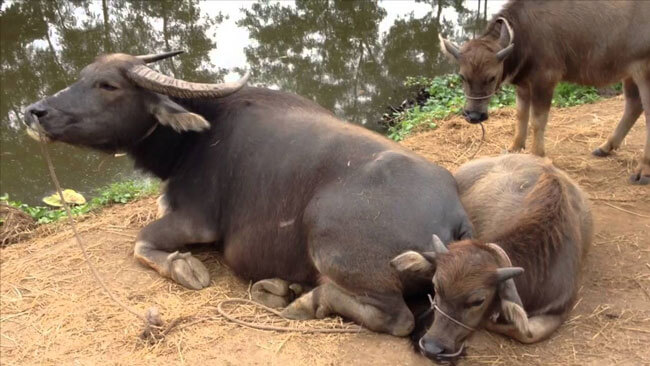 Thuyết minh về con trâu lớp 9