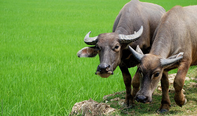 Thuyết minh về con trâu lớp 9