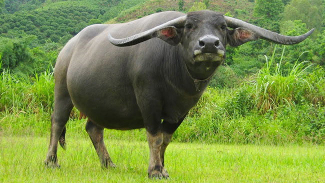 Thuyết minh về con trâu lớp 9