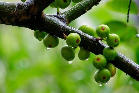 há miệng chờ sung