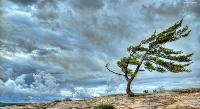 góp gió thành bão