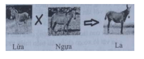 Ôn thi Đại học môn Sinh học có đáp án - Đề số 12