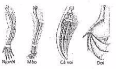 Ôn thi Đại học môn Sinh học có đáp án - Đề số 7