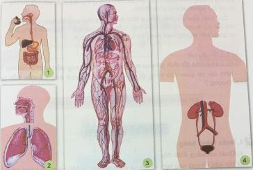 Cơ thể người trao đổi chất như thế nào?
