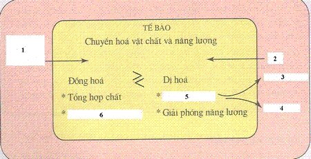 Đề kiểm tra 15 phút môn Sinh học lớp 8 bài: Chuyển hóa
