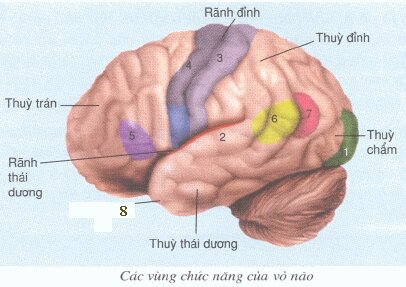 Đề kiểm tra 1 tiết môn Sinh học lớp 8 Chương IV: Thần kinh và giác quan