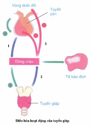 Đề kiểm tra 1 tiết môn Sinh học lớp 8 Chương X: Nội tiết