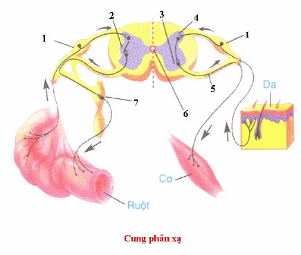Đề kiểm tra 15 phút môn Sinh học lớp 8 bài: Hệ thần kinh sinh dưỡng