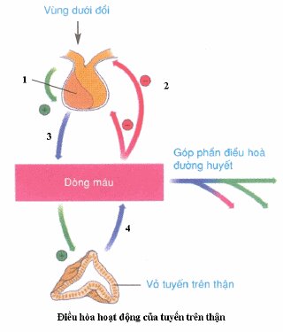 Đề kiểm tra 15 phút môn Sinh học lớp 8 bài: Sự điều hòa và phối hợp hoạt động của các tuyến nội tiết
