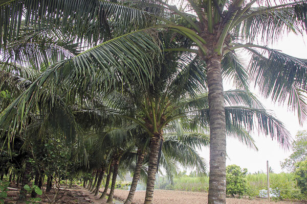 thuyết minh hàng cây dừa