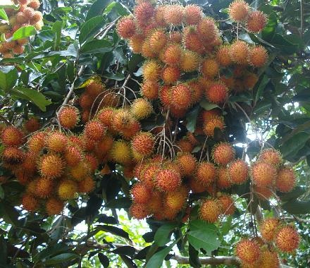 Thuyết minh về cây Chôm Chôm