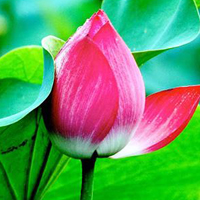 Giáo án Bác Hồ và những bài học về đạo đức, lối sống lớp 3: Bài 5