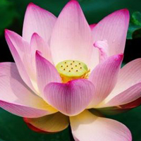 Giáo án Bác Hồ và những bài học về đạo đức, lối sống lớp 2 trọn bộ