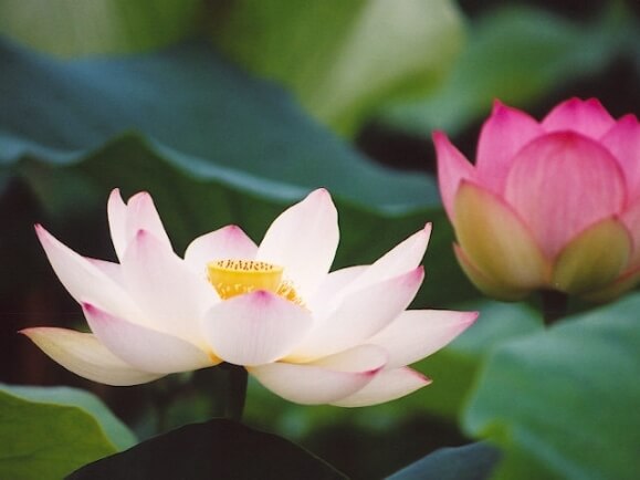 Mọi phẩm chất của đức hạnh là ở trong hành động